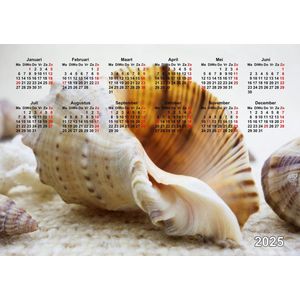 stijlvolle kalender poster voor het jaar 2025 - schelpen - natuur - zeeleven souvenirs - vakantie aan zee souvenirs - jaarkalender - wandkalender - souvenirs from the sea