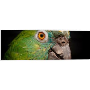 WallClassics - PVC Schuimplaat - Groene Parkiet met Gele Parkiet tegen Zwarte Achtergrond - 90x30 cm Foto op PVC Schuimplaat (Met Ophangsysteem)