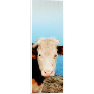 PVC Schuimplaat- Aankijkende Bruin met Witte Koe aan het Water - 20x60 cm Foto op PVC Schuimplaat