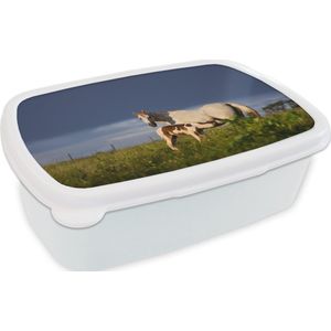 Broodtrommel Wit - Lunchbox - Brooddoos - Paarden - Gras - Veulen - 18x12x6 cm - Volwassenen
