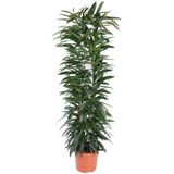 Ficus Amstel King Zuil hoogte 150cm potmaat 29cm