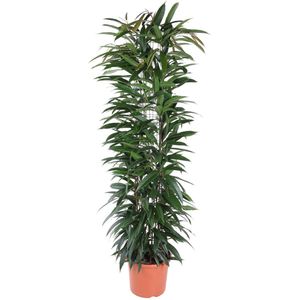 Ficus Amstel King Zuil hoogte 150cm potmaat 29cm