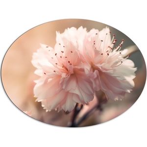 Dibond Ovaal - Licht Roze Bloemen met Meeldraden en Wazige Achtergrond - 108x81 cm Foto op Ovaal (Met Ophangsysteem)