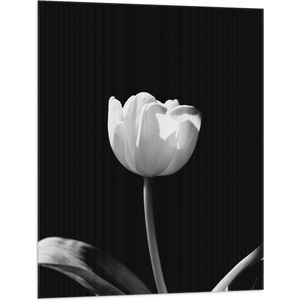 WallClassics - Vlag - Witte Tulp - Zwart Wit - 75x100 cm Foto op Polyester Vlag