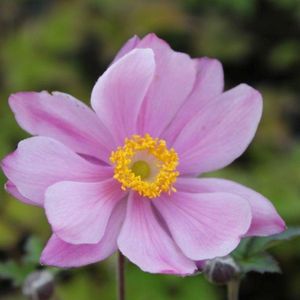 6x Anemone hybrida ‘Serenade’ - Herfstanemoon - Pot 9x9 cm