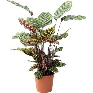 PLNTS - Calathea Makoyana (Gebedsplant) - Kamerplant Pauwenplant - Kweekpot 17 cm - Hoogte 45 cm