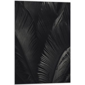 Forex - Pauwenveren (zwart/wit) - 60x90cm Foto op Forex