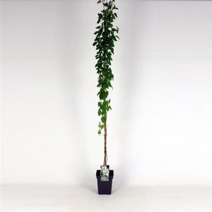 Plants Online - Tuinplanten - Klimplanten - Set van 1 - Fallopia baldschuanica - 5 liter pot - Plant 150-175 cm