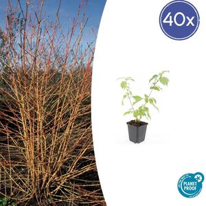 Tuinplantenshop.com | Cornus sanguinea 'Anny's Winter Orange' | 40 stuks - Ø9cm - 10-25cm hoog - Tuinplant
