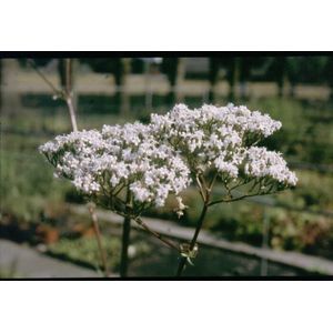 Valeriaan (Valeriana officinalis) - Oeverplant - 3 losse planten - Om zelf op te potten - Vijverplanten Webshop