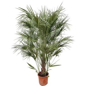 Europese dwergpalm buiten 170 cm hoog, Chamaerops Humilis