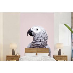 Papegaai - Grijs - Dieren - Natuur - Behangpapier