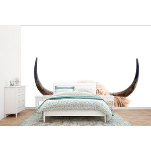 Koe - Hoorns - Dieren - Natuur - Behangpapier