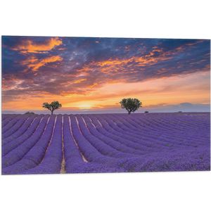 Vlag - Zonsondergang bij Lavendel Veld in de Zomer - 75x50 cm Foto op Polyester Vlag