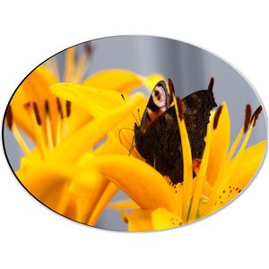 Dibond Ovaal - Multigekleurde Vlinder Zittend op Gele Lelie Bloem - 40x30 cm Foto op Ovaal (Met Ophangsysteem)