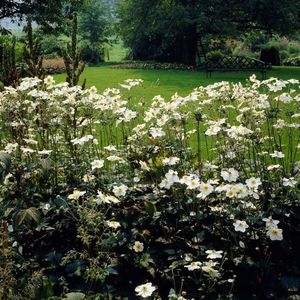 100 x Witte Herfstanemoon Honorine Jobert - Winterharde Tuinplant - Anemone 'Honorine Jobert' in 9x9cm pot met hoogte 0-10cm