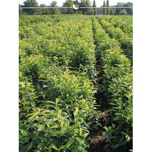 Laurier Prunus Genolia 100-120 cm in Pot, 8x Haagplant
