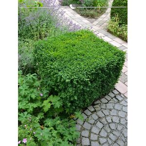 Buxus sempervirens 40-50 cm in Pot, 200x Haagplant