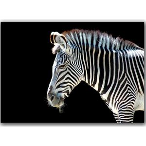 Dibond - Dieren - Wildlife / Zebra in wit / zwart - 120 x 180 cm.