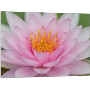 Vlag - Zachtroze Lotus Bloem - 100x75 cm Foto op Polyester Vlag