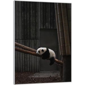 Acrylglas –Panda op Boom / Bamboe – 40x60 (met ophang)
