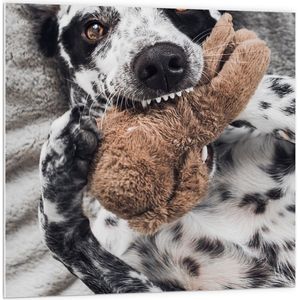 PVC Schuimplaat- Dalmatiër Hond Spelend met Bruine Knuffel - 100x100 cm Foto op PVC Schuimplaat