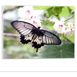 Forex - Lichte Vlinder bij Wit/Roze Bloemetjes - 40x30cm Foto op Forex