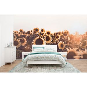 Zonnebloemen - Veld - Zonsondergang - Bloemen - Geel - Behangpapier