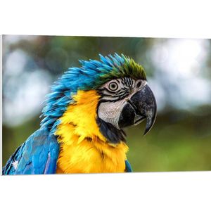 WallClassics - PVC Schuimplaat- Blauw met Gele Papegaai met Pluizige Kuif - 90x60 cm Foto op PVC Schuimplaat