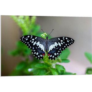 Forex - Bovenaanzicht Zwart/Witte Vlinder op Plant  - 90x60cm Foto op Forex