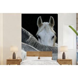 Paarden - Dieren - Zwart - Wit