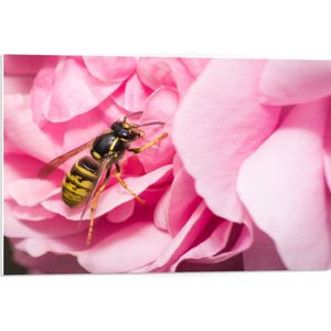 WallClassics - PVC Schuimplaat - Grote Roze Bloem met Wesp - 75x50 cm Foto op PVC Schuimplaat (Met Ophangsysteem)