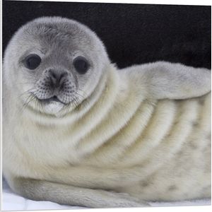 PVC Schuimplaat - Liggende Poserende Baby Zeehond - 80x80 cm Foto op PVC Schuimplaat (Met Ophangsysteem)