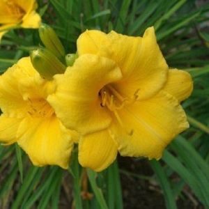 6x Daglelie - Hemerocallis ‘Mini Stella’ - Pot 9x9cm