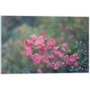 Forex - Roze Bloementak - 60x40cm Foto op Forex