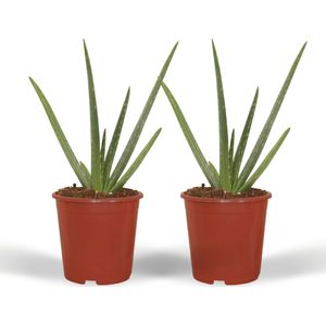 2 Stuks Aloe Vera, met Pot, Ø12cm - 40cm, Groene Plant, Medicinale eigenschappen