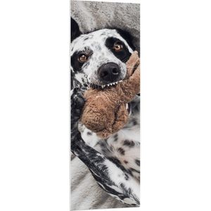 PVC Schuimplaat- Dalmatiër Hond Spelend met Bruine Knuffel - 50x150 cm Foto op PVC Schuimplaat