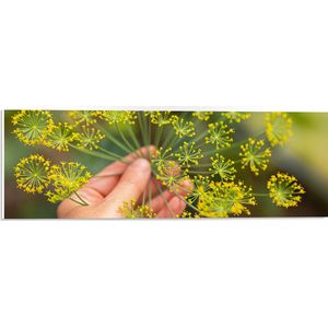 PVC Schuimplaat- Gele Mini Bloemen in Mensenhand - 60x20 cm Foto op PVC Schuimplaat