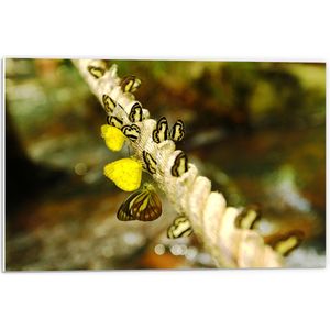 PVC Schuimplaat- Dik Gedraaid Touw vol Zwart met Gele Vlinders - 60x40 cm Foto op PVC Schuimplaat