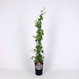 Plants Online - Tuinplanten - Klimplanten - Set van 3 - Hedera helix 'Yellow Ripple' - 2 liter pot - Plant 80-100 cm