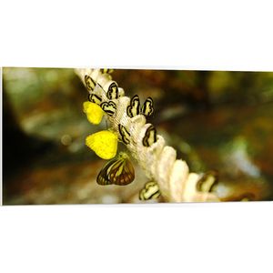 PVC Schuimplaat- Dik Gedraaid Touw vol Zwart met Gele Vlinders - 100x50 cm Foto op PVC Schuimplaat