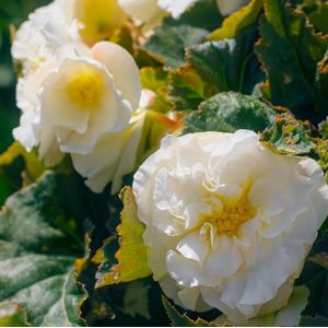 Begonia - Dubbel wit - Bloembollen - 5 stuks - Wit - Bloem bollen - Knollen voor buiten