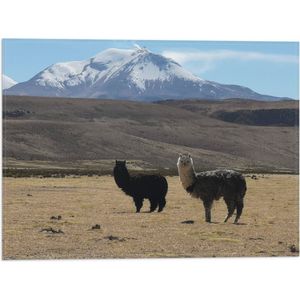 WallClassics - Vlag - Lama's in een Berglandschap - 40x30 cm Foto op Polyester Vlag