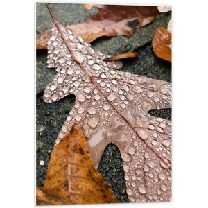 Forex - Natregend Blaadje - 60x90cm Foto op Forex