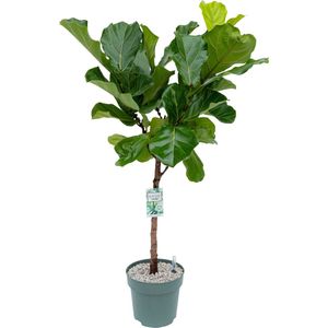 Grote Ficus Lyrata (Tabaksplant) kamerplant| Kamerplant in pot |  ↕ Hoogte 130cm | Ø27cm