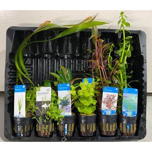 Aquariumplanten Pakket Mix 3