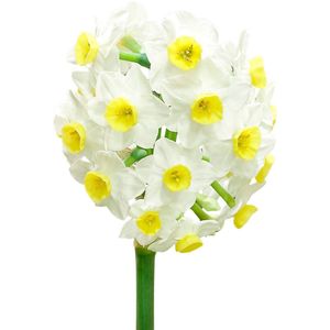 The Bulb Farmers - 40 x Narcis 'Avalanche' wit met geel - bloembollen direct van de kweker - voorjaarsbloeier - bolmaat Z12-15 (meest geschikte maat voor in de tuin) - Thuiswinkel waarborg