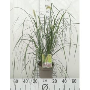 4 x Pennisetum alopecuroides 'hameln' XL 3 liter pot