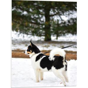 WallClassics - PVC Schuimplaat - Aangelijnde Zwart met Witte Puppy in de Sneeuw - 60x80 cm Foto op PVC Schuimplaat (Met Ophangsysteem)