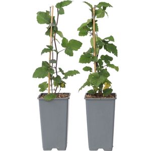 Plant in a Box - Ribes rubrum 'Jonkheer van Tets' - Aalbes - Set van 2 - Fruitstruik - Rode bessen - ⌀15cm - Hoogte 50-60cm